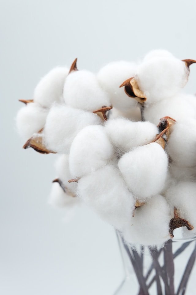 cotton